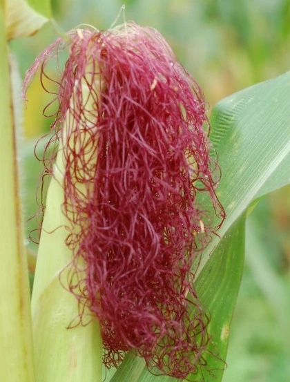 Barbas de Milho - Estigmas