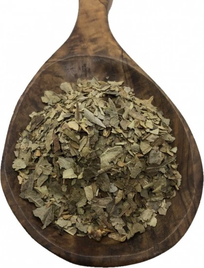 Boldo do Chile - Folhas