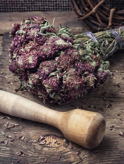 Cardo Mariano - La Planta