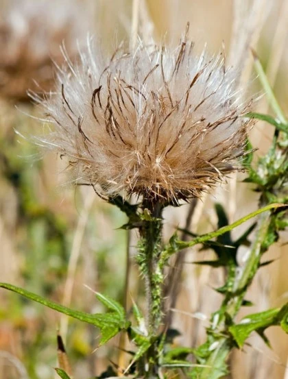 Cardo Mariano - La Planta