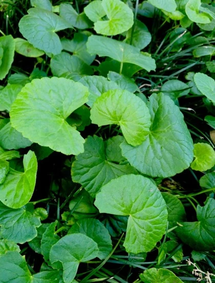 Centelha Asiática - Planta