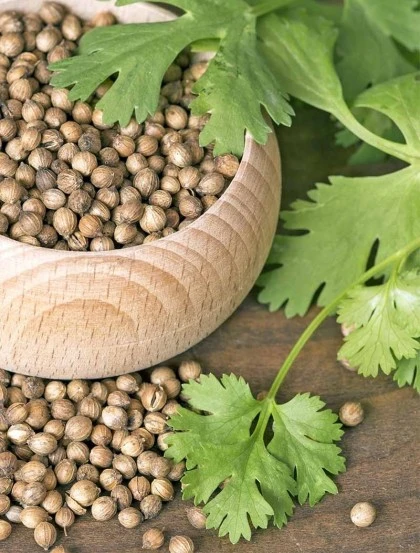 Sementes de Coentros - Grão