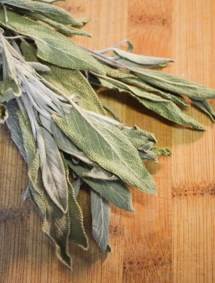 Echter Salbei Officinalis - Blätter