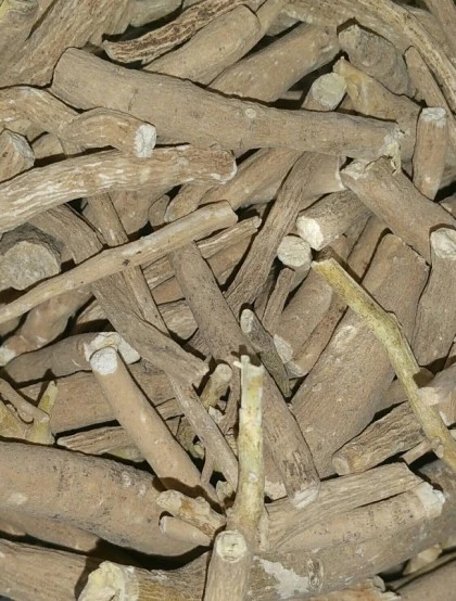ginseng-indiano-ashwagandha-(raiz)