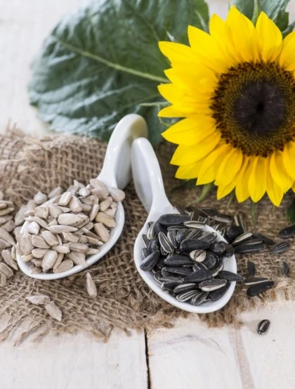Sementes de Girassol - Grão