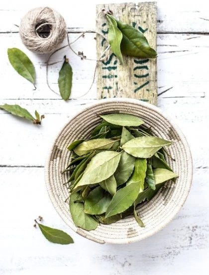 Laurel 1 Elección - Hojas