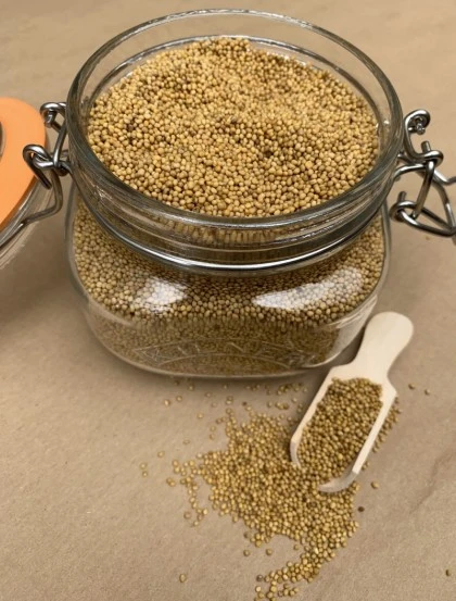 Sementes de Mostarda Amarela - Grão