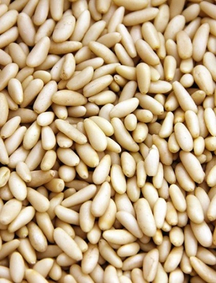 pinhao-portugues-(miolo)