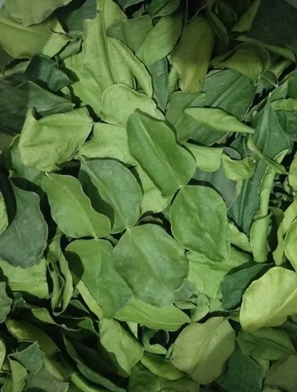 lima-kaffir-(feuilles)